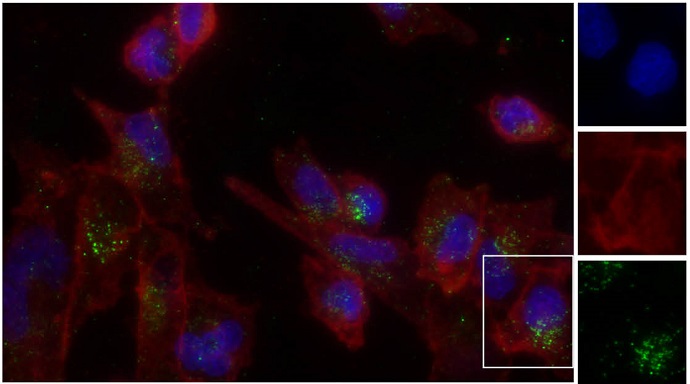 image showing microscope images