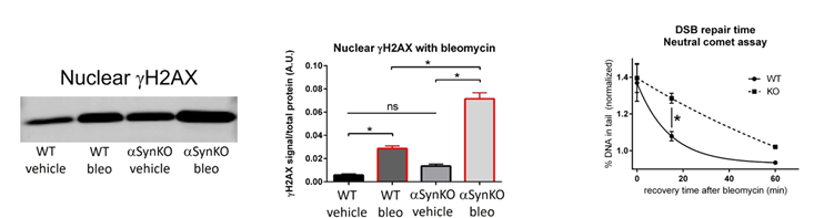Figure 2. Left: Nuclear fractionation and western blotting after treatment with bleomycin demonstrates greater nuclear γH2AX levels in αSyn KO cells compared to WT. Right: Neutral comet assay analysis of recovery after removal of bleomycin shows delayed DSB repair in αSyn KO cells compared to WT. (Adapted from Schaser et al., 2019)