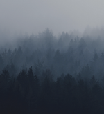 misty forest