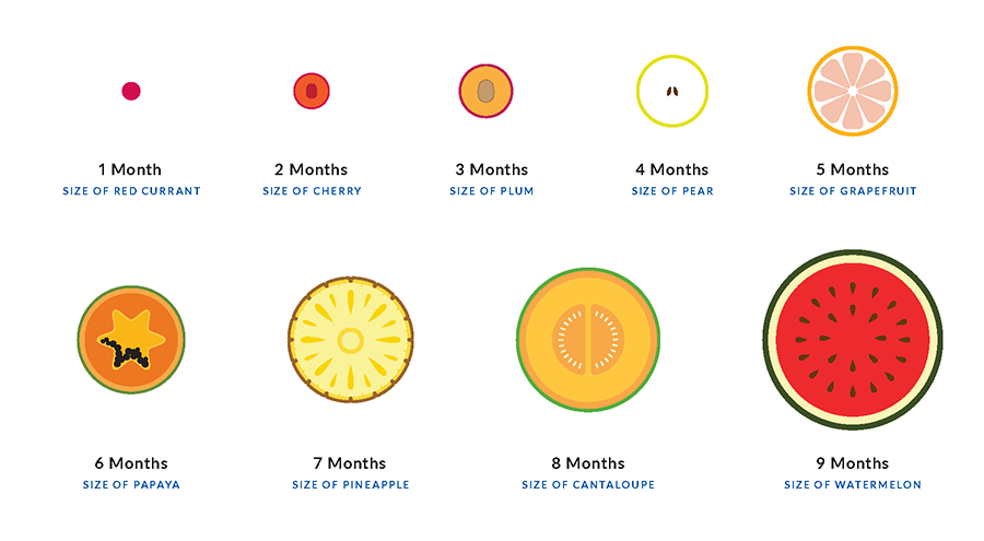 A chart comparing baby’s size at each month of pregnancy to fruit, from a red currant at 1 month to a watermelon at 9 months.