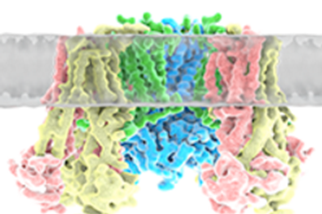 CryoEM structure of KATP channel