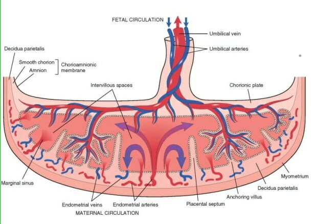 drawing of a placenta