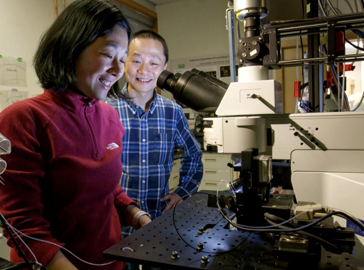 Tianyi Mao, Ph.D., and Haining Zhong, Ph.D., are scientists with the OHSU Vollum Institute