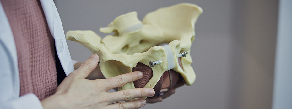 An OHSU provider holds a realistic model of a pelvis and vulva.