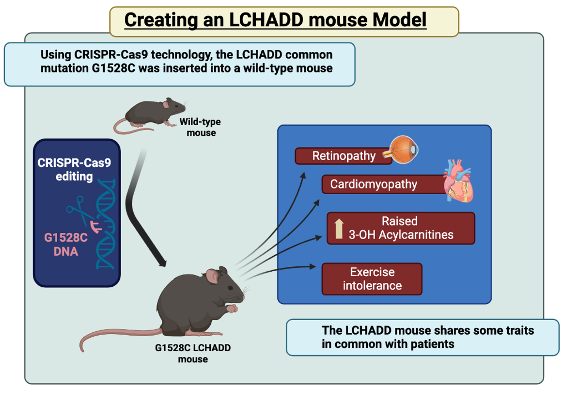 Graphic showing CRISPR insertion of the common LCHAD mutation and some symptoms of the LCHAD mouse