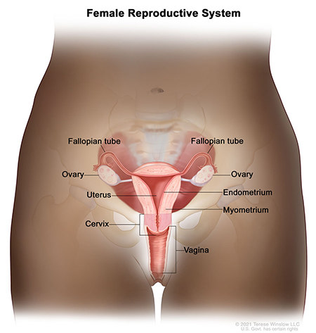 A medical illustration shows the uterus, endometrium, myometrium, cervix, vagina, ovaries and fallopian tubes. The diagram is centered on the uterus. The inner layer of the uterus is the endometrium. Surrounding the endometrium is a thick layer of muscle known as the myometrium. The uterus narrows down toward the cervix. Two ovaries, roughly the size and shape of almonds, flank the uterus.