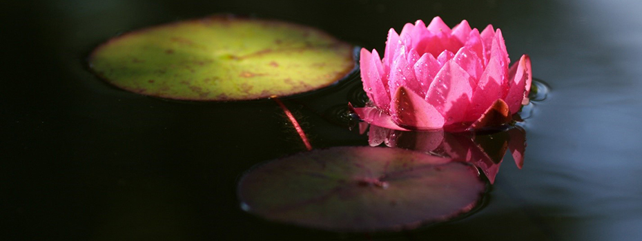 A pink lotus flower and two lily pads float on a calm pond.