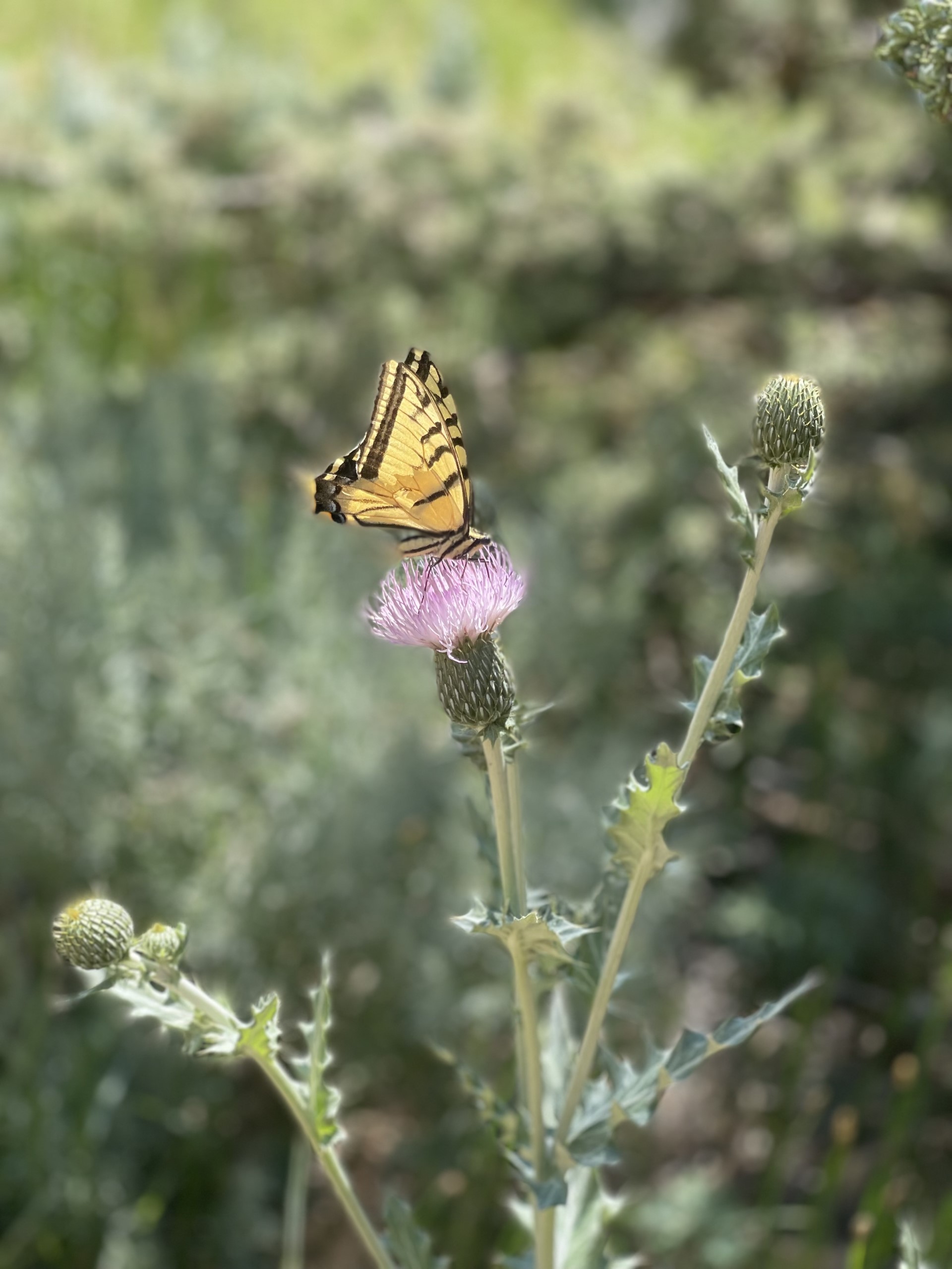 Butterfly on a pink flower 