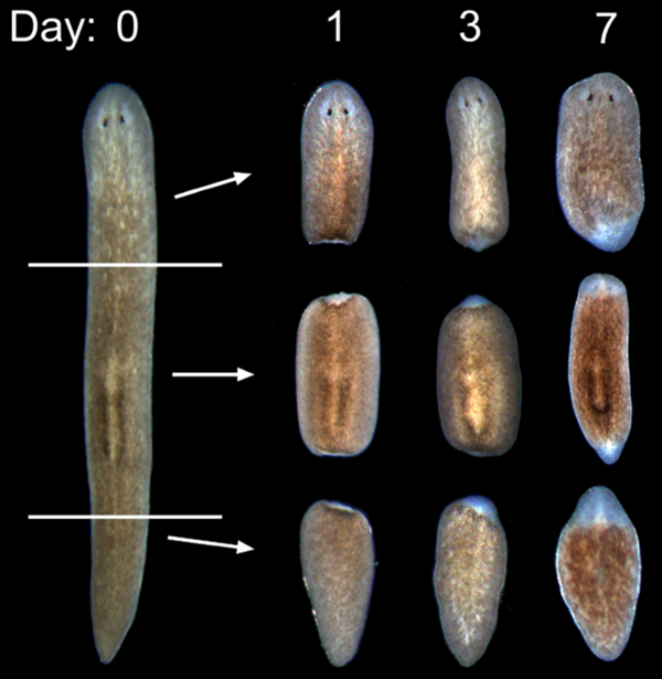 Planarian and its regenerated body parts