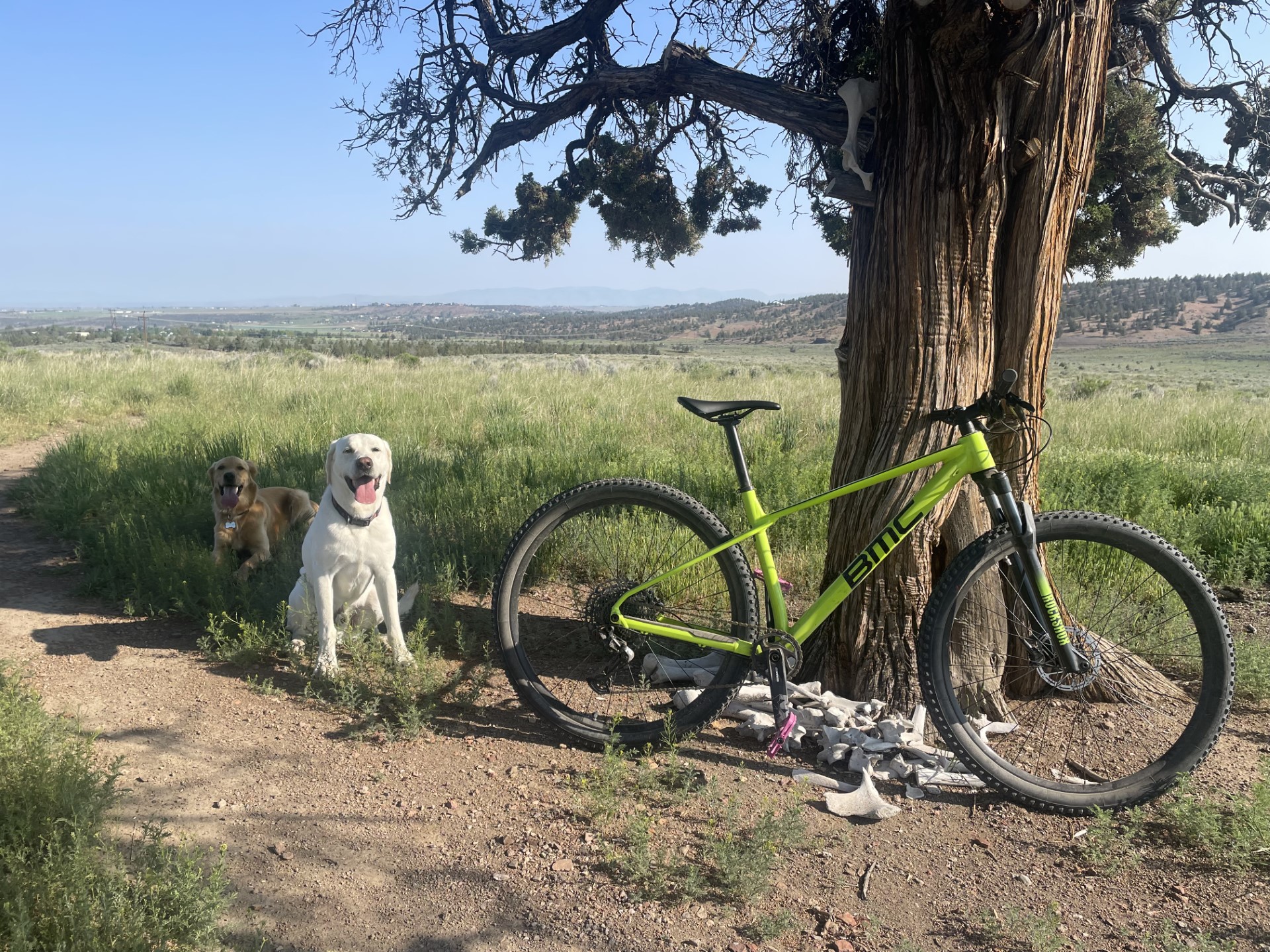Madras trails featuring a bike leaned up against a tree and two dogs smiling at the camera.