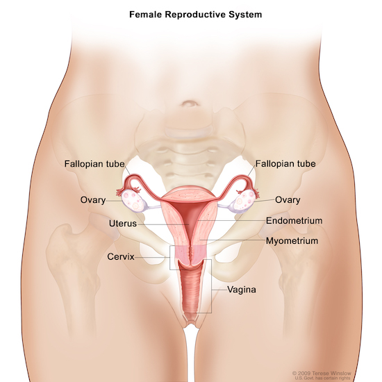 Rendering of the female productive system.