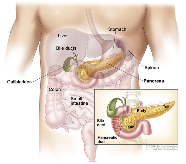 An anatomical diagram of the pancreas.