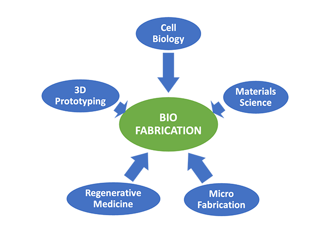 Infographic depicts the field of biofabrication in a green oval, drawing from other disciplines.