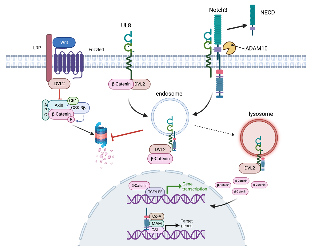 UL8 interaction within the Wnt and Notch signaling pathways results in Wnt-ON/Notch-OFF signaling.