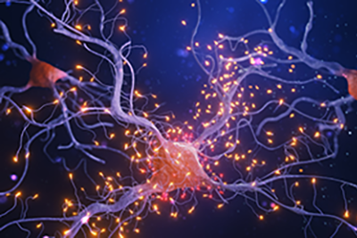 Illustration showing neurons.