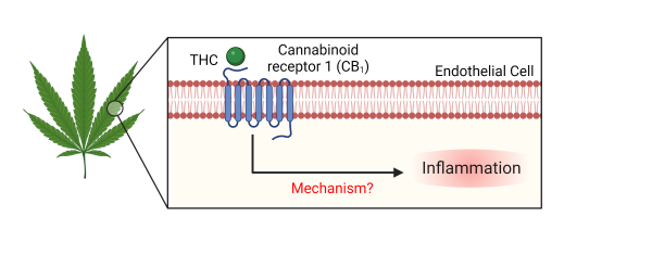 Unknown inflammatory mechanism of THC binding to CB1 receptor on endothelial cells