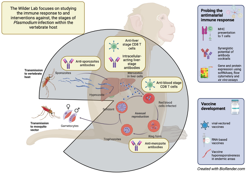Image illustrating the Wilder Lab focuses on studying the immune response to and interventions against, the stages of Plasmodium infection within the vertebrate host