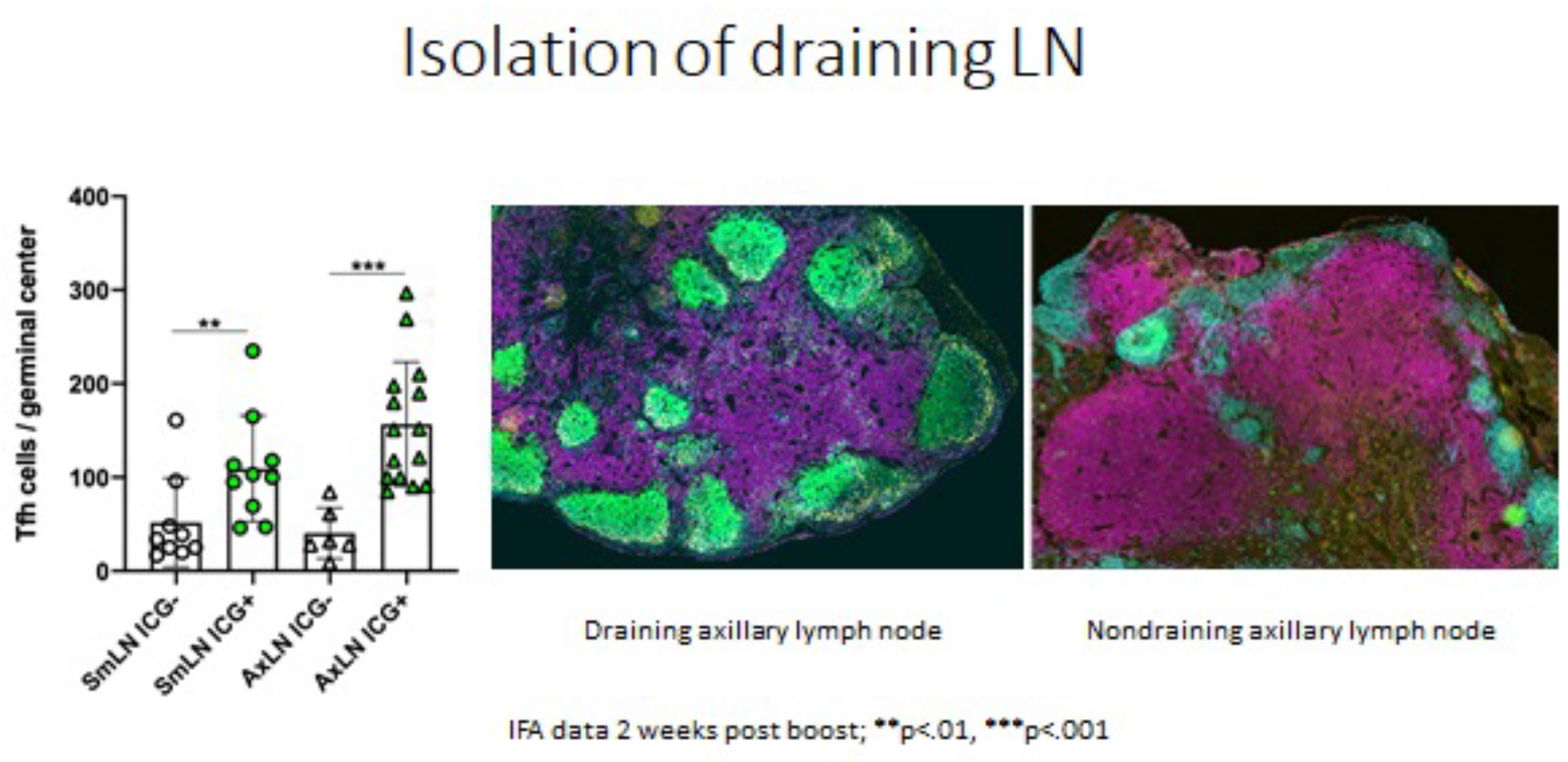 The use of ICG to identify draining nodes and the activation state of draining nodes that are exposed to an vaccine compared to nondraining nodes that are at the same site but not responding to the vaccine