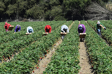 Seasonal farm workers pick and package strawberries.