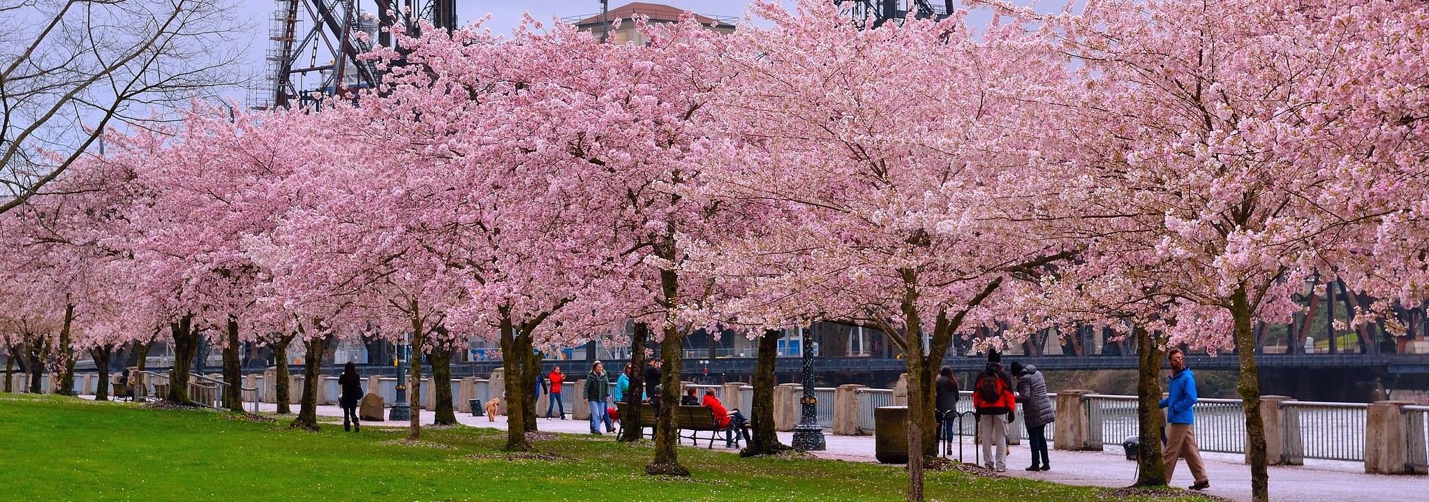 Trees with pink blossoms with grass and people walking in the background