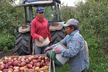 Female farmworkers on an apple farm during harvest season