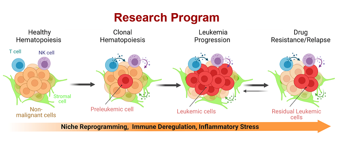Research diagram of work in Argarwal lab: Niche reprogramming, immune deregulation and inflammatory stress.