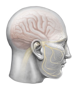 The trigeminal nerve branches across each side of the face.
