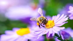 bee on flower