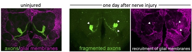 Transection of the olfactory nerve in adult flies, results in visible fragmentation of GFP-labeled olfactory axons and visible enrichment of glial membranes on degenerating projections (see arrowheads)