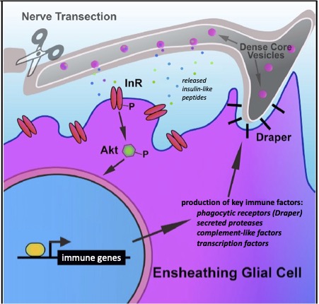 Cartoon schematic of glial responses to axon injury in the adult fly brain.