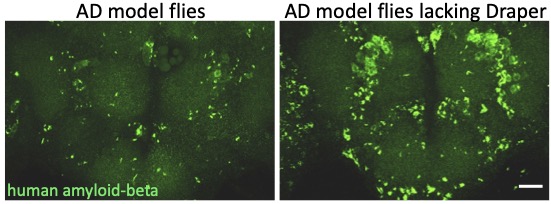 Genetic expression of amyloid beta (Ab) peptide in the adult fly brain results in hallmark aggregate formation.