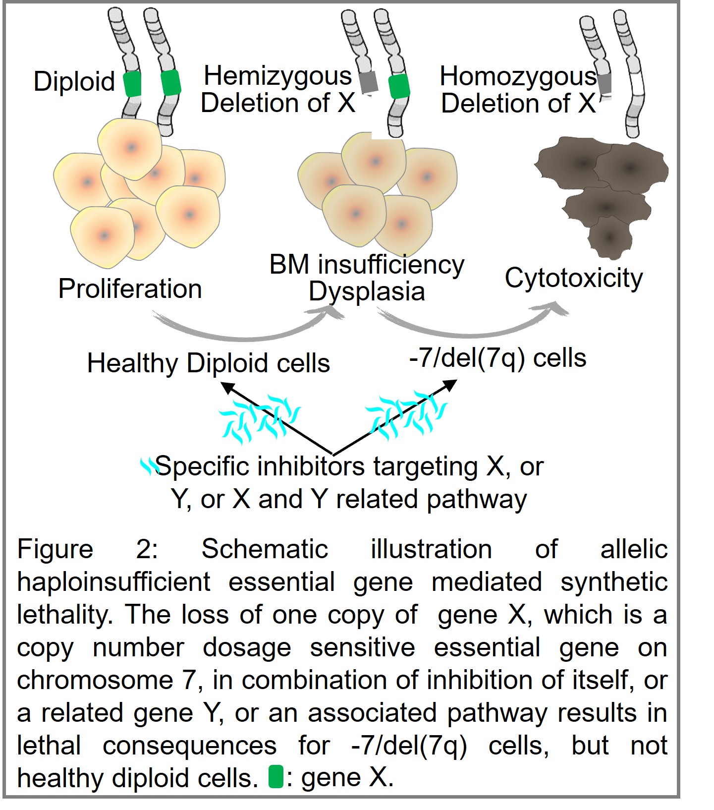 Figure 2: Schematic illustration of allelic haploinsufficient essential gene mediated synthetic lethality. 