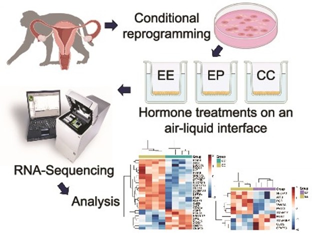 Han-Biology of Repro- in vitro cx system