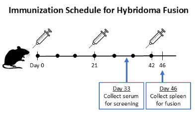 Immunization Schedule for Hybridoma Fusion
