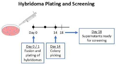 Hybridoma Plating and Screening