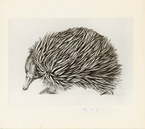 Joel Ito pencil drawing of a spiny anteater