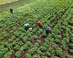 Overhead image of three farmworkers harvesting crops in a field.