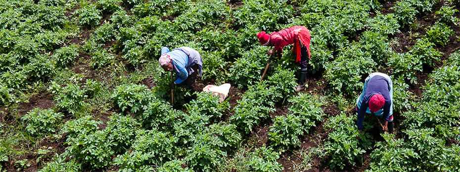 Overhead image of three farmworkers harvesting crops in a field.