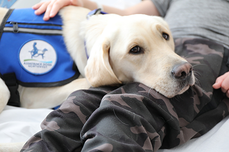 A child patient at OHSU Doernbecher pets Casey, a new therapy dog donated to OHSU by Assistance Dogs Northwest.