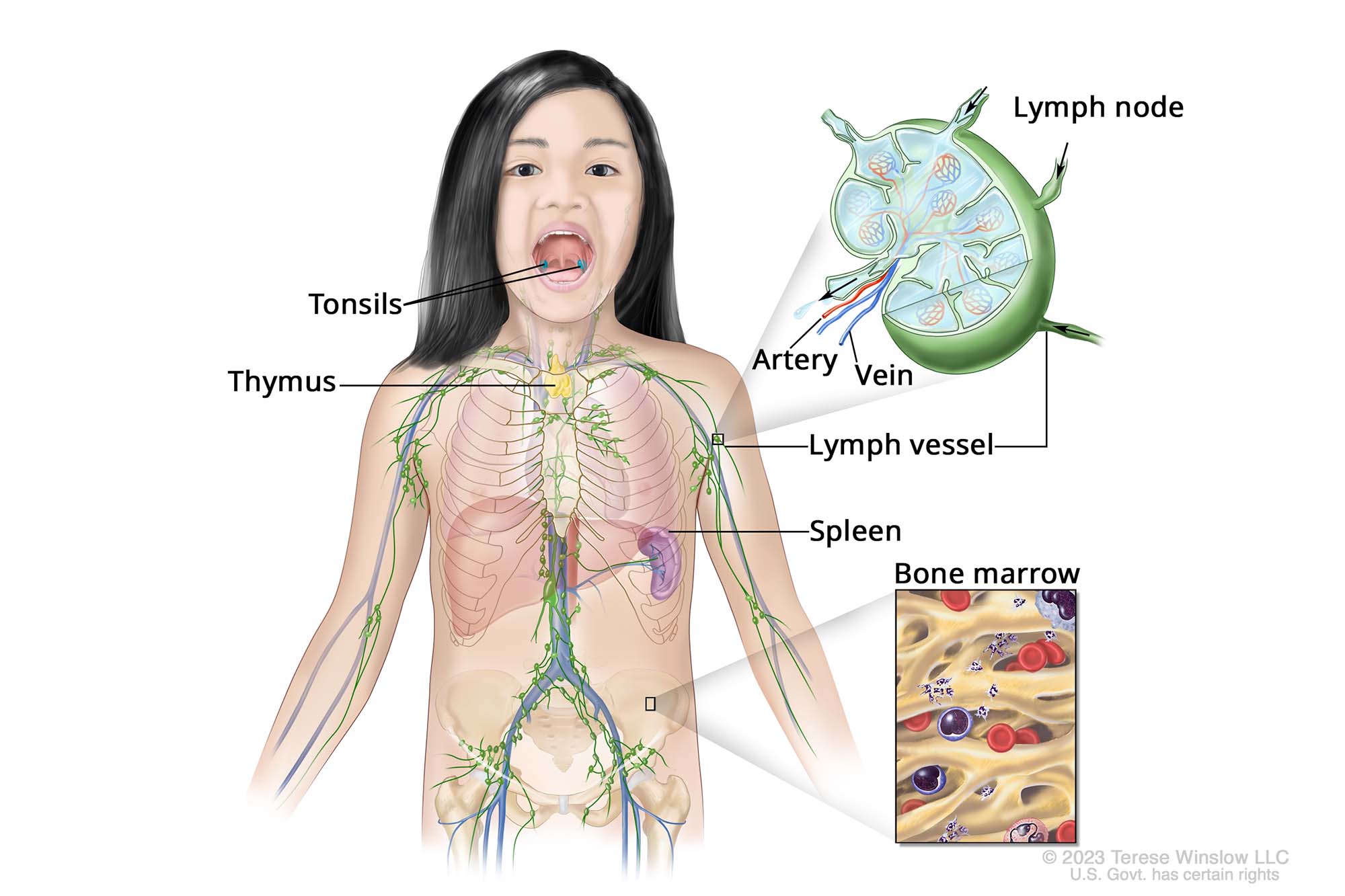 This detailed anatomical illustration depicts the human lymphatic system and its key components within a young person's body. The image showcases a full-body view of a child with transparent layers revealing the intricate network of lymphatic vessels, nodes, and organs.