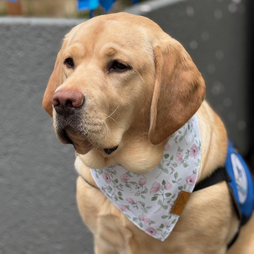 A Labrador-golden retriever mix with soft eyes, slightly raised eyebrows and a flowered kerchief sits and looks to the left.