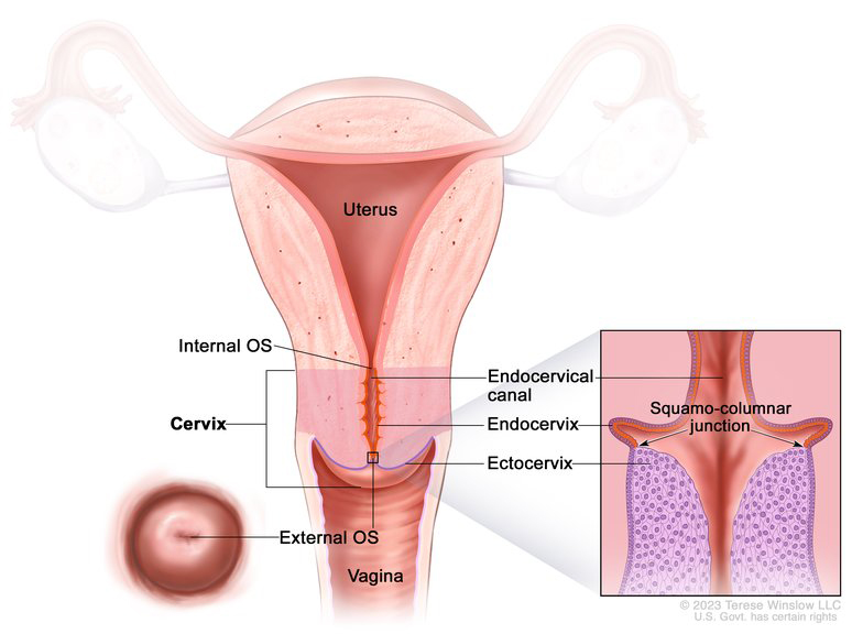 A drawing of the cervix shows its cylinder shape and how it connects the uterus and vagina.