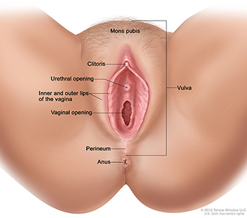 A drawing shows the parts of the vulva and nearby body structures.