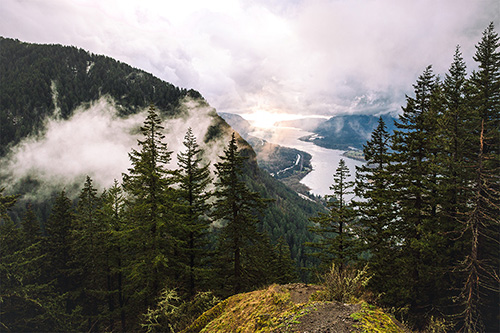 Trees line the the Columbia River on a sunny day.