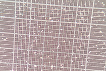 Dozens of PBMC-isolated immune cells are white and yellow on a gray background. A grid overlay helps show their relative sizes.