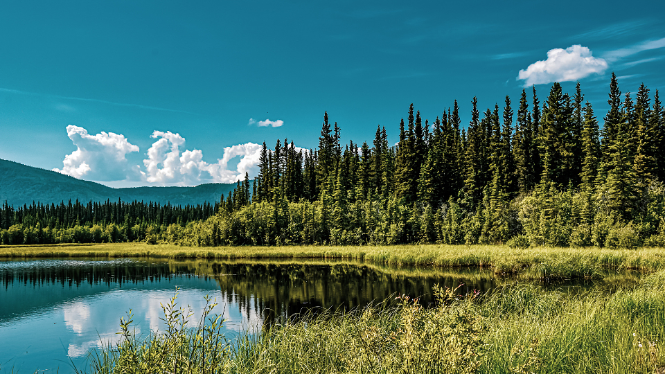 Picture of serene lake with wooded background