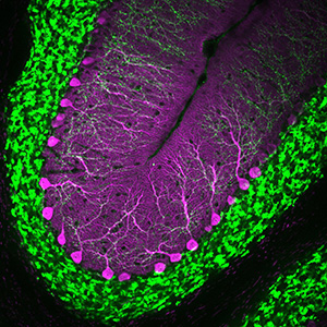 Tissue section showing cerebellar Purkinje cell neurons (calbindin; magenta) and their climbing fiber synaptic terminals (VGlut2; green).
