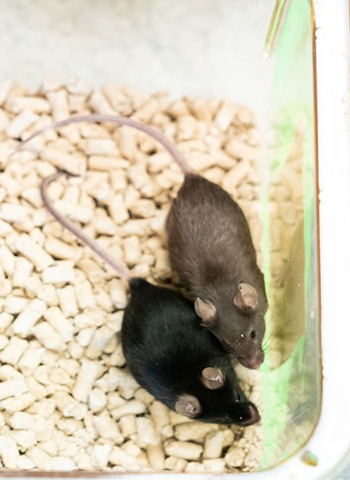 These mice were born with PKU. The black mouse on the left got our CRISPR-mediated transgene insertion and the mouse on the right got no treatment. High phenylalanine concentrations block melanin production leading to light brown fur in mouse models of PKU. The treated mouse’s black coat is a satisfying confirmation of successful gene editing.