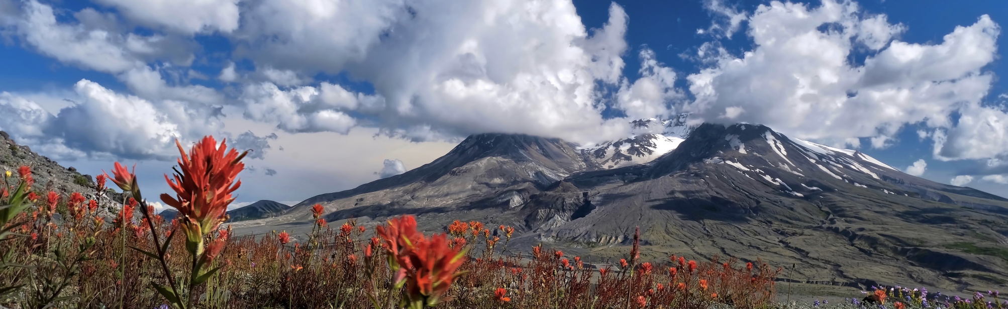 Oregon mountains with wildflowers in the foreground