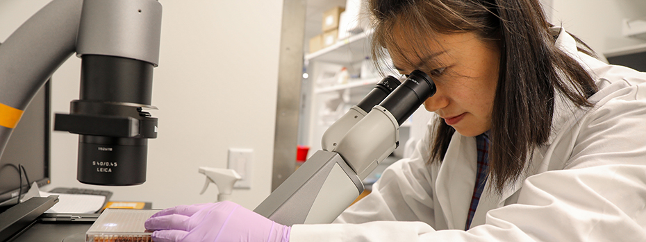 A scientist peers into a microscope.